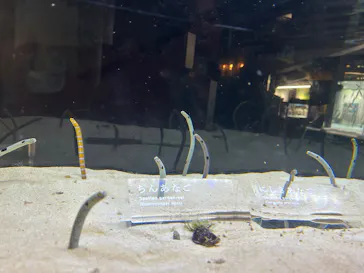京都水族館に投稿された画像（2026/8/17）