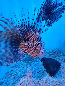 みやじマリン宮島水族館に投稿された画像（2026/8/17）