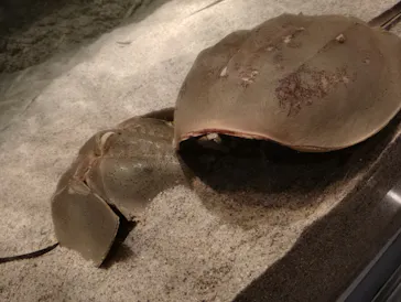 みやじマリン宮島水族館に投稿された画像（2026/8/17）