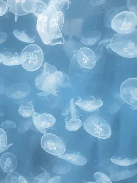 葛西臨海水族園に投稿された画像（2026/8/17）