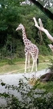 天王寺動物園に投稿された画像（2026/8/17）