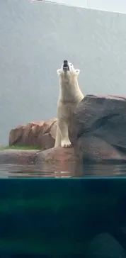 天王寺動物園に投稿された画像（2026/8/17）