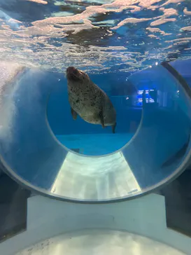 のとじま水族館に投稿された画像（2026/8/17）