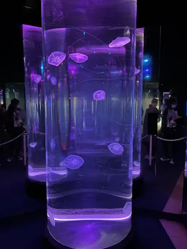 のとじま水族館に投稿された画像（2026/8/17）