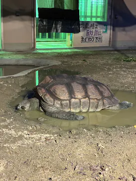 名古屋市東山動植物園に投稿された画像（2026/8/17）
