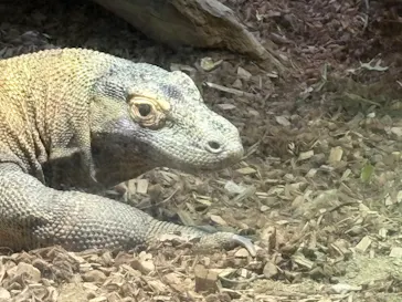 名古屋市東山動植物園に投稿された画像（2026/8/17）