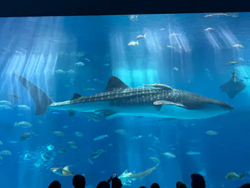 沖縄美ら海水族館に投稿された画像（2026/8/17）