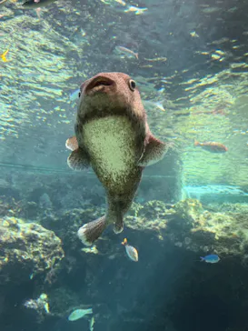 沖縄美ら海水族館に投稿された画像（2026/8/17）