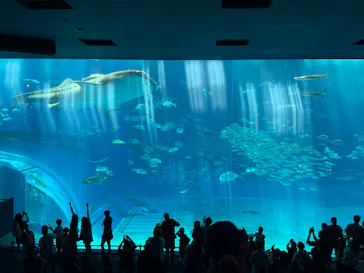 沖縄美ら海水族館に投稿された画像（2026/8/17）