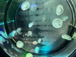 名古屋港水族館に投稿された画像（2026/8/17）
