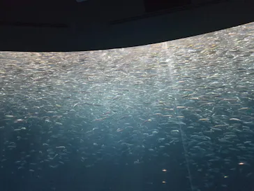 名古屋港水族館に投稿された画像（2026/8/17）