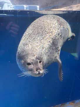 上越市立水族博物館 うみがたりに投稿された画像（2026/8/17）