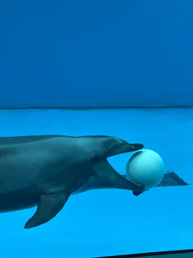 上越市立水族博物館 うみがたりに投稿された画像（2026/8/17）