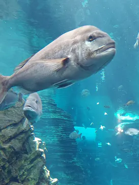 上越市立水族博物館 うみがたりに投稿された画像（2026/8/17）