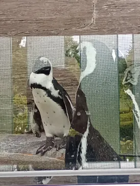 京都水族館に投稿された画像（2026/8/17）