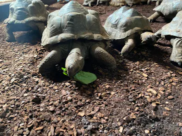 体感型動物園iZooに投稿された画像（2026/8/17）