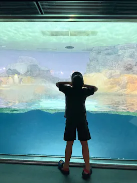 アドベンチャーワールドに投稿された画像（2026/8/17）