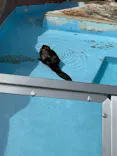 東武動物公園に投稿された画像（2026/8/17）