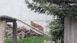 天王寺動物園に投稿された画像（2026/8/17）