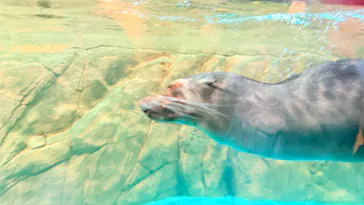 しながわ水族館に投稿された画像（2026/8/17）