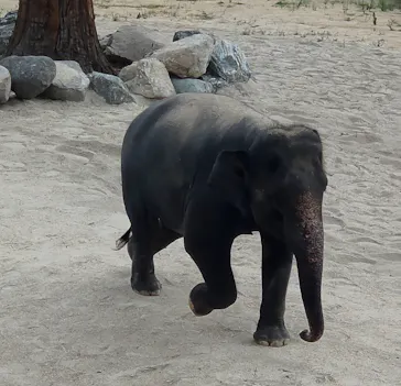 天王寺動物園に投稿された画像（2026/8/17）