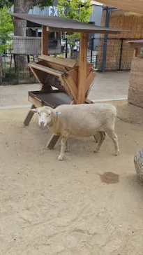 天王寺動物園に投稿された画像（2026/8/17）