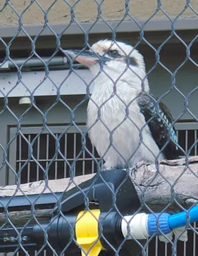 天王寺動物園に投稿された画像（2026/8/17）