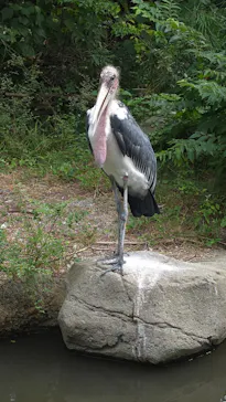 天王寺動物園に投稿された画像（2026/8/17）