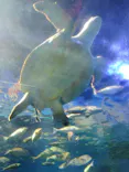 しながわ水族館に投稿された画像（2026/8/17）