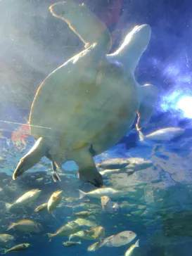 しながわ水族館に投稿された画像（2026/8/17）