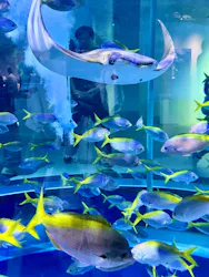 AQUARIUM × ART　atoaに投稿された画像（2026/8/17）
