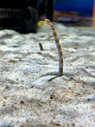 AQUARIUM × ART　atoaに投稿された画像（2026/8/17）