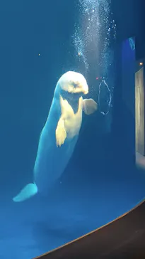 島根県立 しまね海洋館に投稿された画像（2026/8/17）