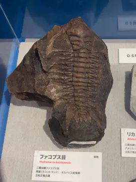 特別展　大絶滅展に投稿された画像（2026/8/17）