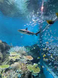 アクアワールド茨城県大洗水族館に投稿された画像（2026/8/17）