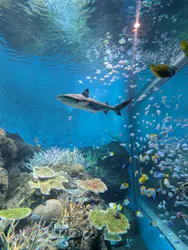 アクアワールド茨城県大洗水族館に投稿された画像（2026/8/17）