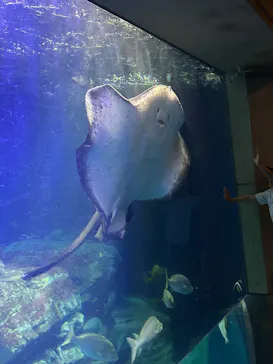 大分マリーンパレス水族館 「うみたまご」に投稿された画像（2026/8/17）