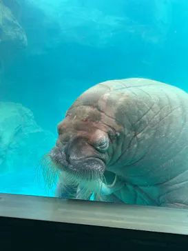 大分マリーンパレス水族館 「うみたまご」に投稿された画像（2026/8/17）