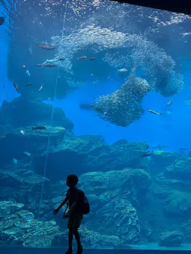 仙台うみの杜水族館に投稿された画像（2026/8/17）