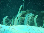 環境水族館アクアマリンふくしまに投稿された画像（2026/8/17）