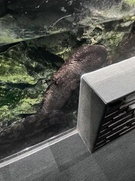 京都水族館に投稿された画像（2026/8/17）