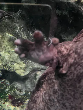 京都水族館に投稿された画像（2026/8/17）