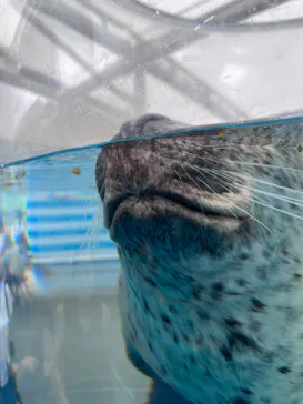 京都水族館に投稿された画像（2026/8/17）