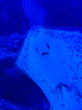 京都水族館に投稿された画像（2026/8/17）