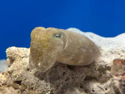サンシャイン水族館に投稿された画像（2026/8/17）