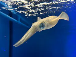 サンシャイン水族館に投稿された画像（2026/8/17）
