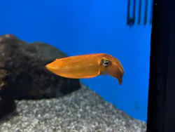 サンシャイン水族館に投稿された画像（2026/8/17）