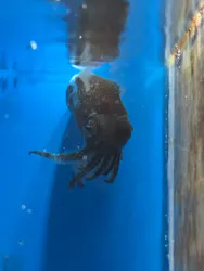 サンシャイン水族館に投稿された画像（2026/8/17）