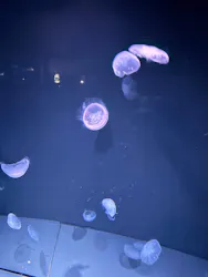 サンシャイン水族館に投稿された画像（2026/8/17）