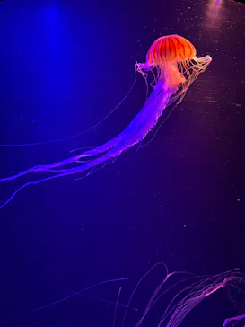 マリンワールド海の中道に投稿された画像（2026/8/17）
